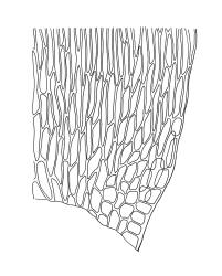 Brachythecium salebrosum, alar cells of stem leaf. Drawn from T.W.N. Beckett 393, CHR 472214.
 Image: R.C. Wagstaff © Landcare Research 2019 CC BY 3.0 NZ
